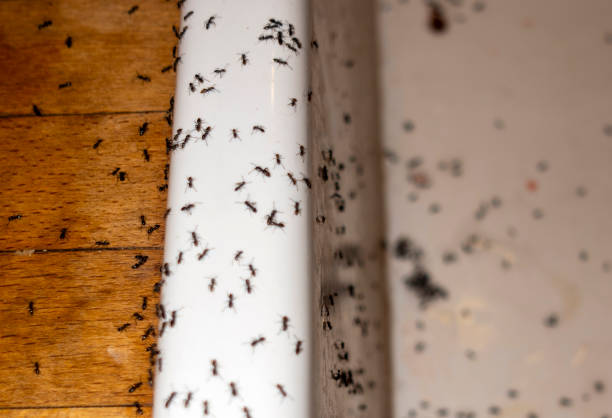 Best Affordable Pest Control Services  in Long Lake, MN